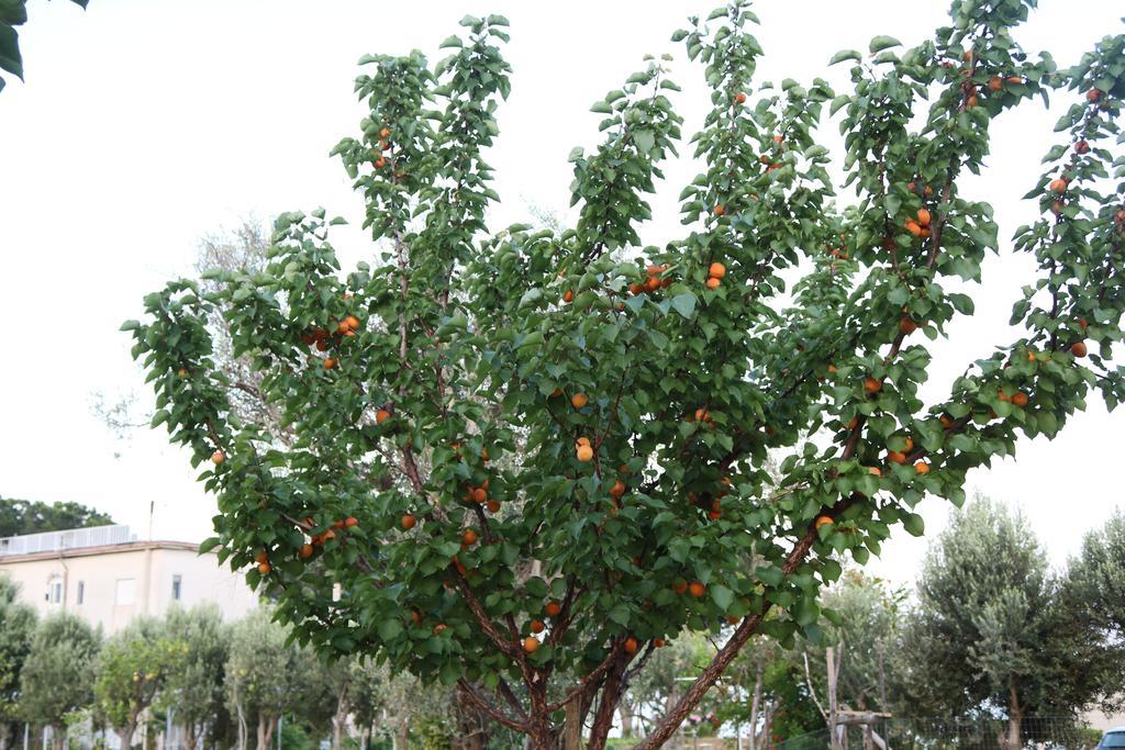 בלבדרה מריטימו Villa Elvira Country House מראה חיצוני תמונה